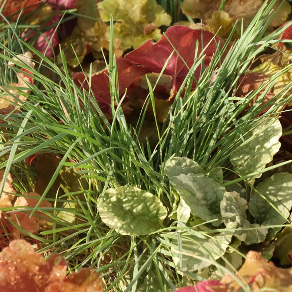 Sunkissed-samenstelling - samenstelling van 4 planten