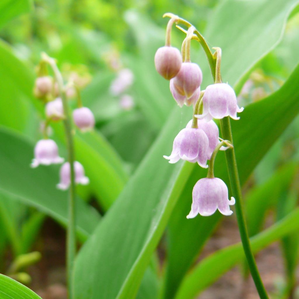 Convallaria majalis Rosea - Lelietje-van-dalen roze