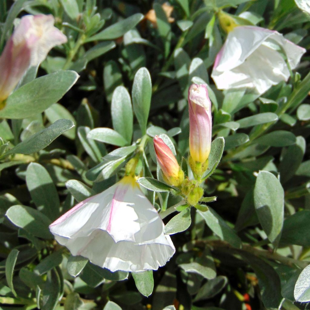 Convolvulus cneorum - Zilverwinde