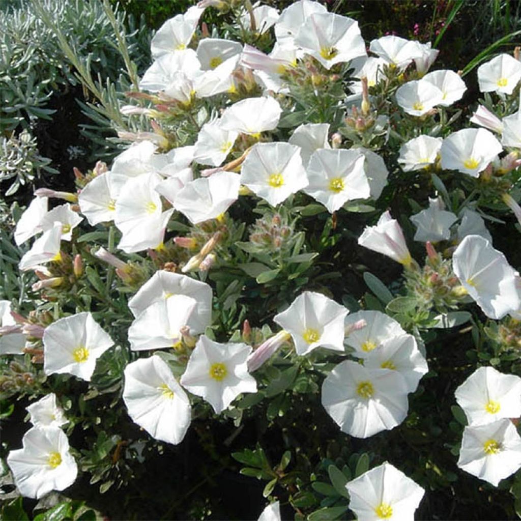Convolvulus cneorum - Zilverwinde