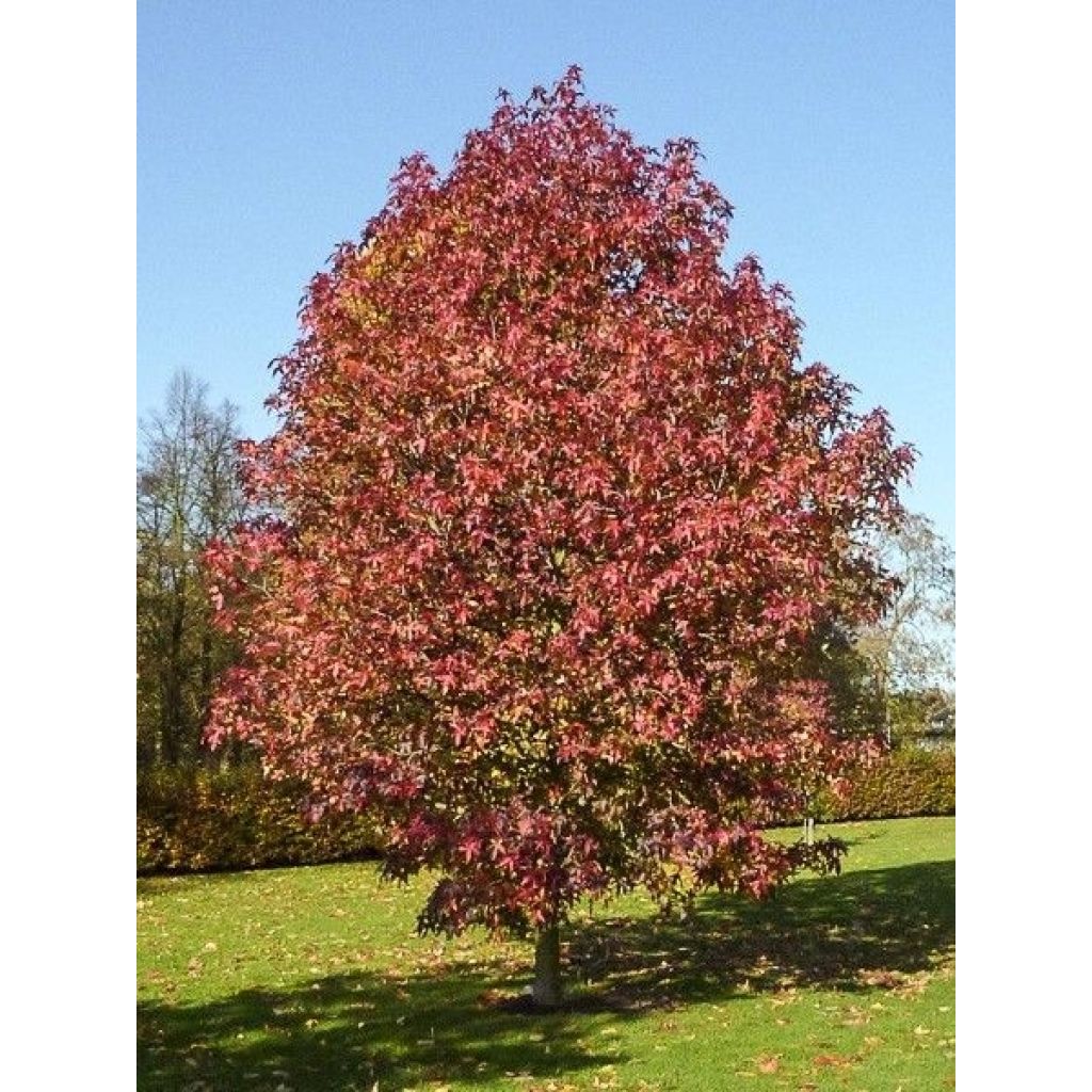 Liquidambar styraciflua Palo Alto - Amberboom