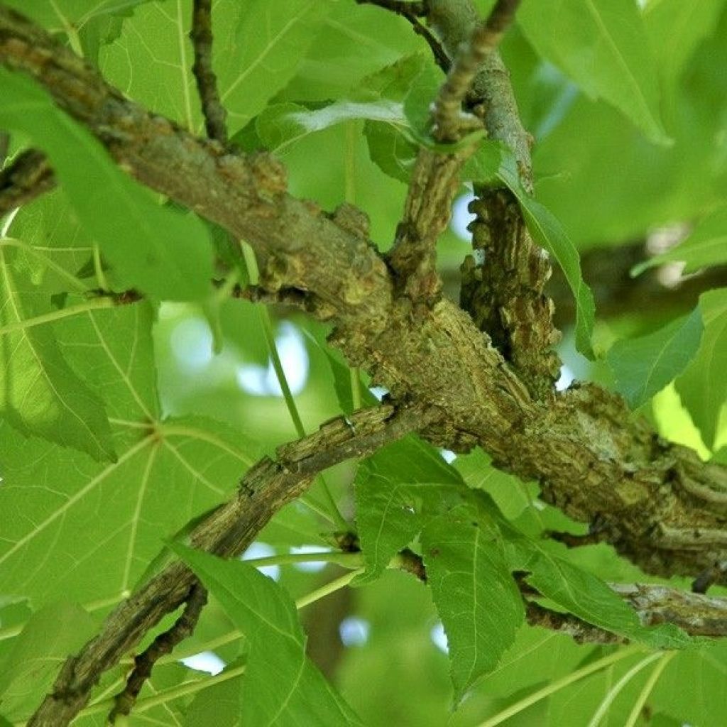 Liquidambar styraciflua Palo Alto - Amberboom