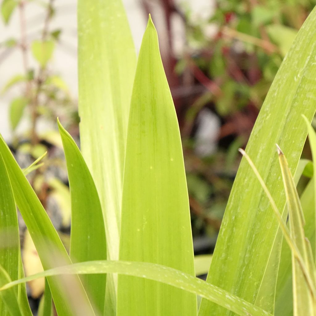 Cordyline australis Emerald Star Artic Jungle - Koolpalm
