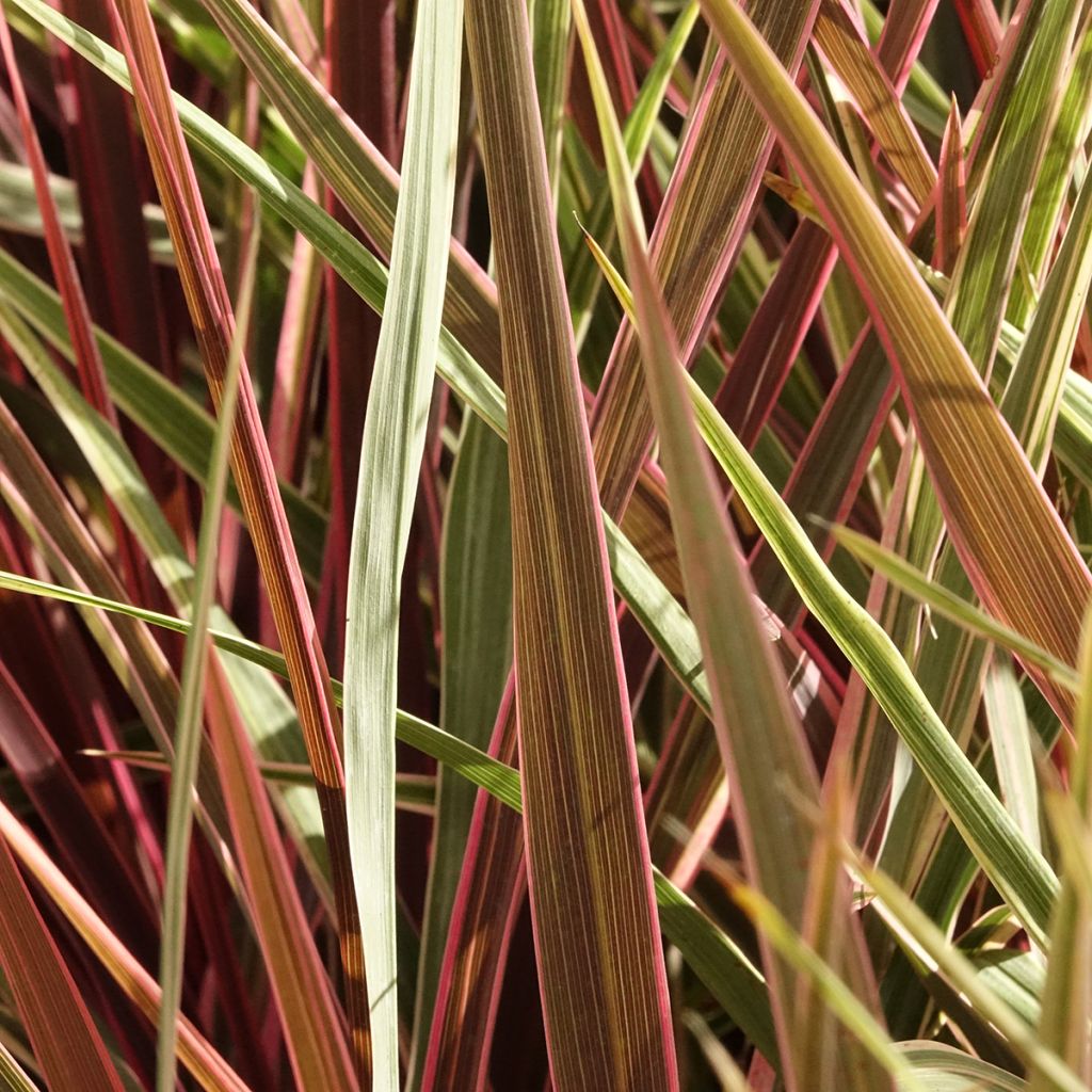 Cordyline Can Can - Koolpalm