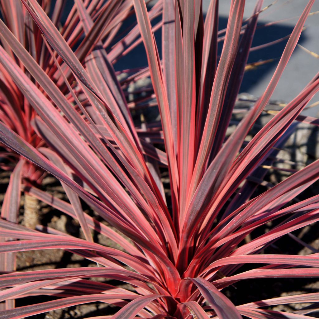 Cordyline Charlie Boy - Koolpalm