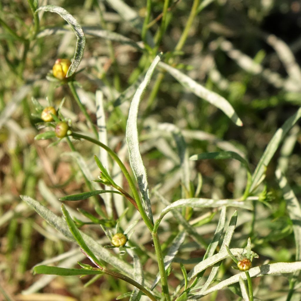 Coreopsis Madras Magic - Meisjesogen