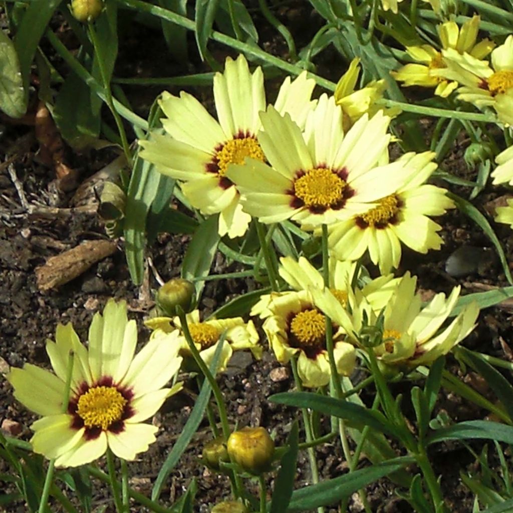Coreopsis Redshift - Meisjesogen