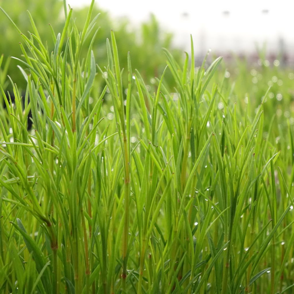 Coreopsis rosea Nana - Roze meisjesogen