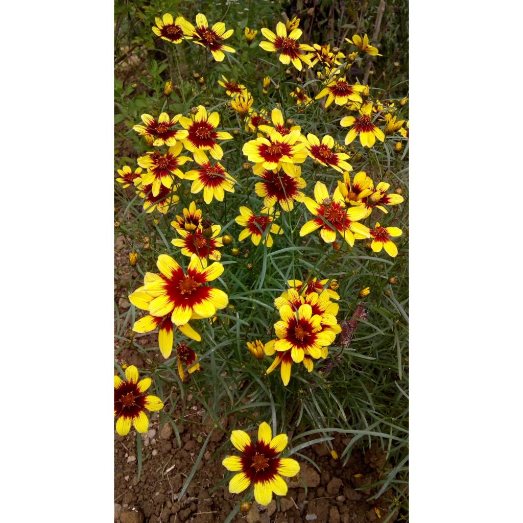 Coreopsis verticillata Bengal Tiger - Meisjesogen