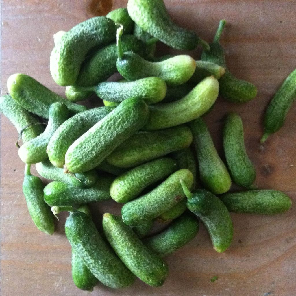 Augurk Szatmar F1 (jonge planten)