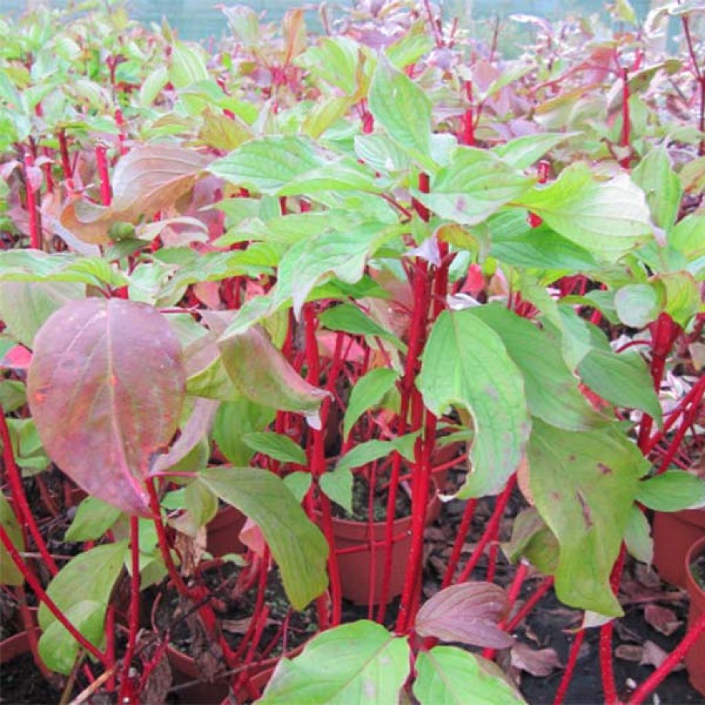Cornus alba Baton Rouge - Witte kornoelje