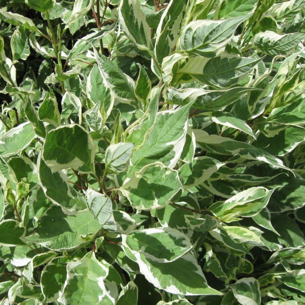 Cornus alba Ivory Halo - Witte kornoelje