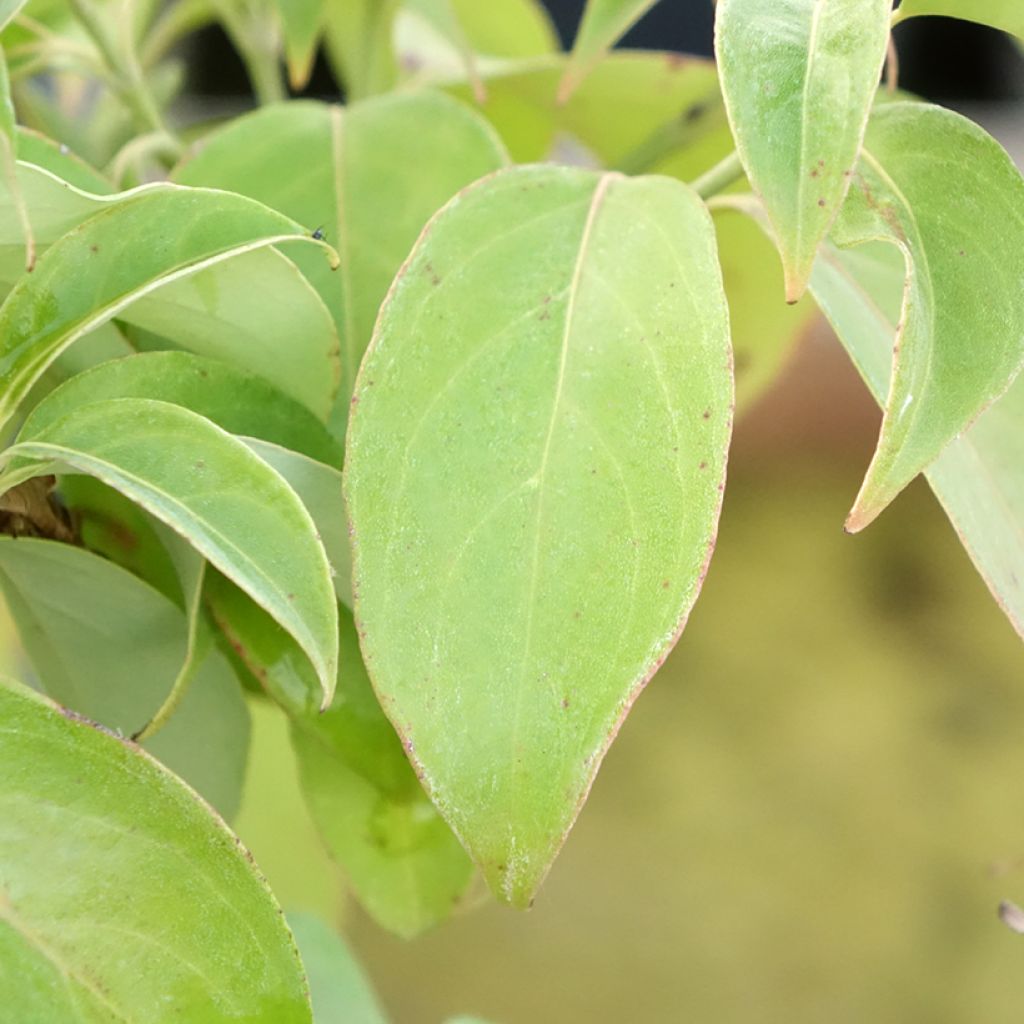 Cornus angustata Empress of China - Chinese kornoelje