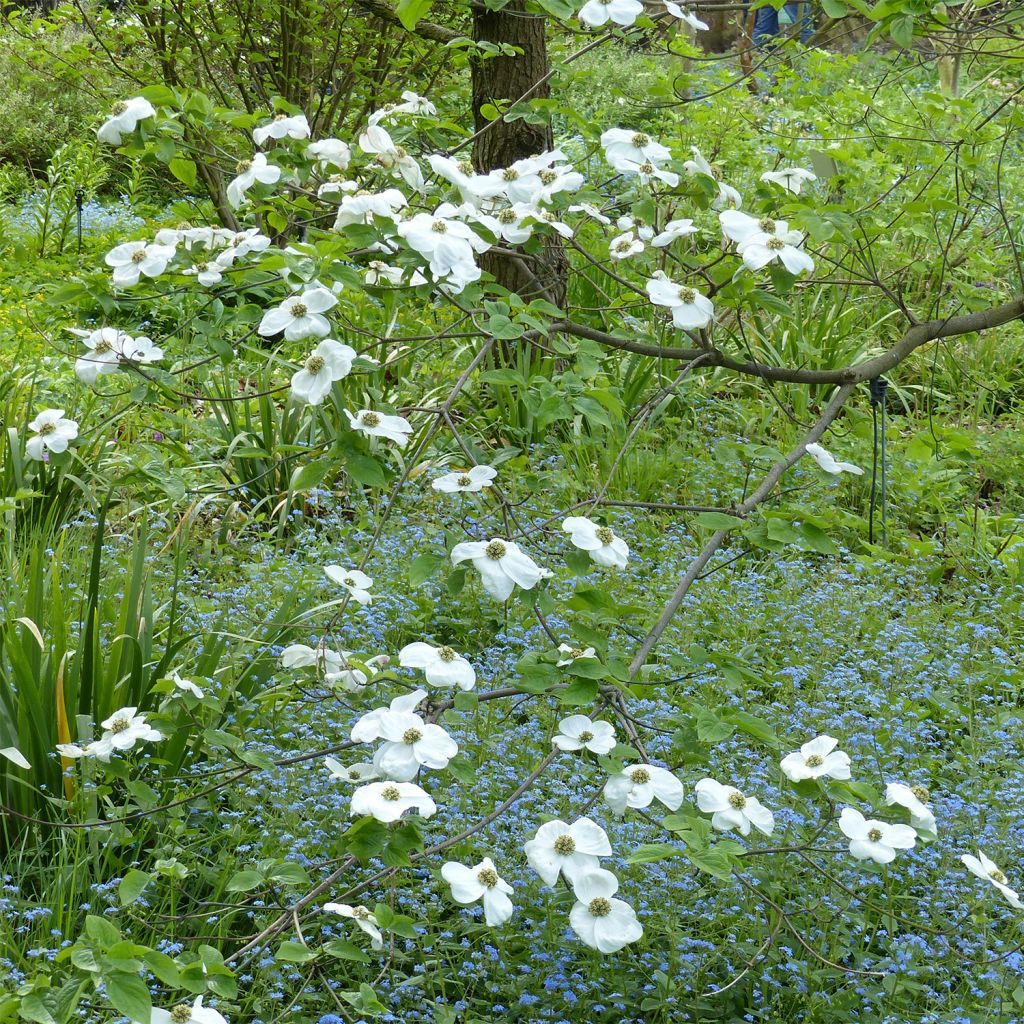 Cornus nuttallii florida Ascona - Grootbloemige kornoelje