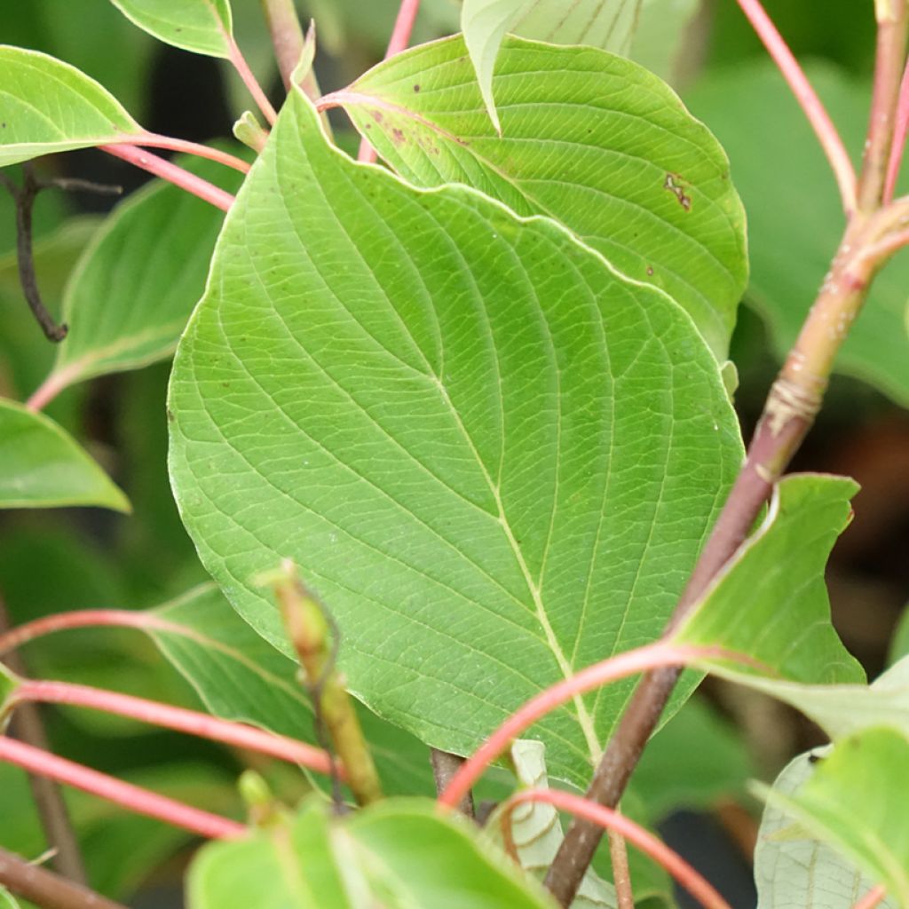 Cornus controversa Green Carpet - Reuzenkornoelje