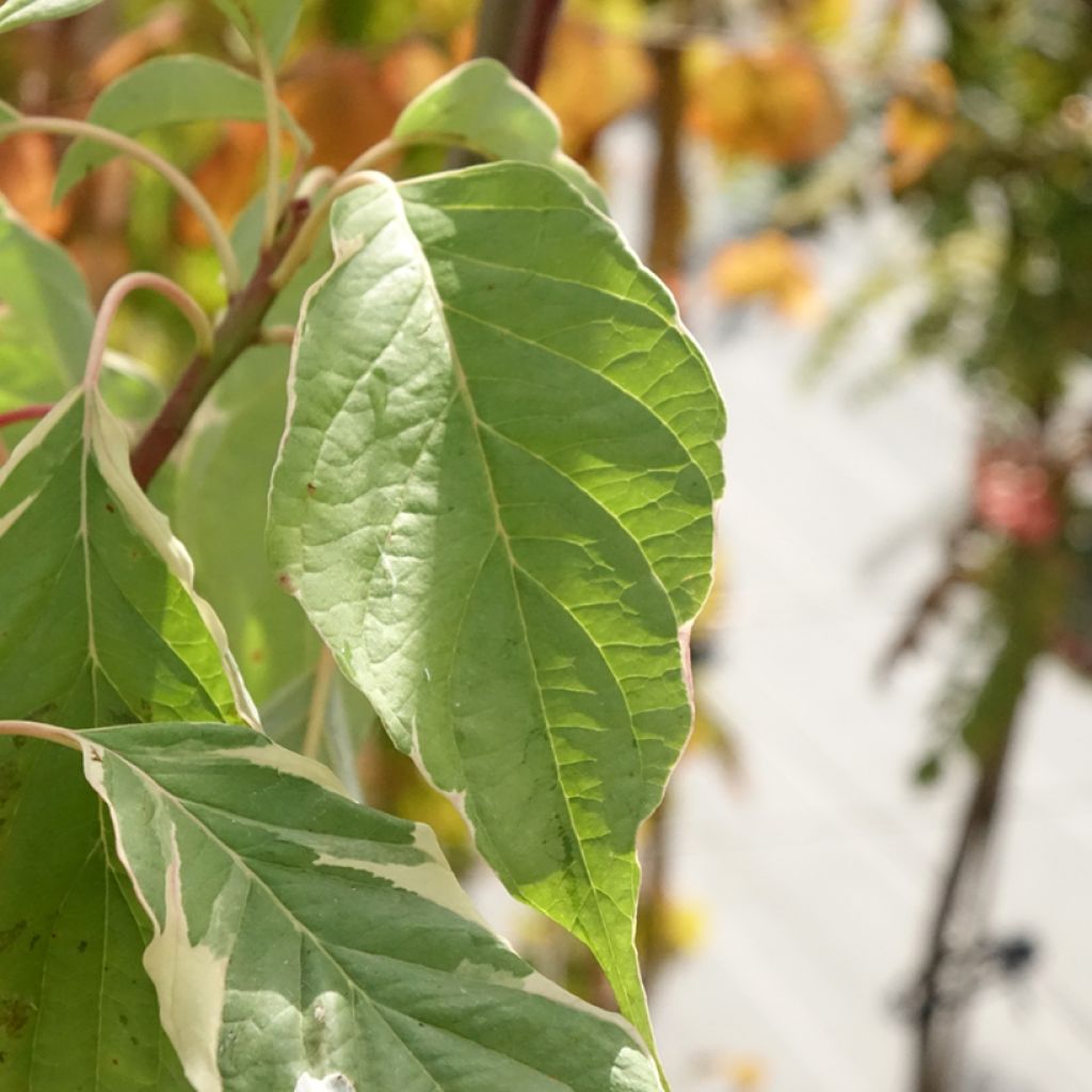 Cornus controversa Marginata Nord - Reuzenkornoelje
