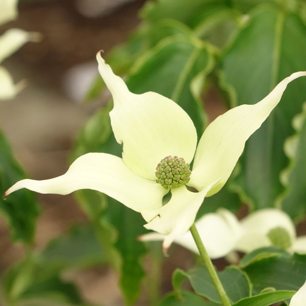 Cornus kousa Big Apple - Japanse kornoelje