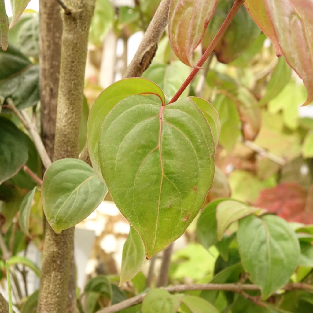 Cornus kousa Blooming Pink Tetra - Japanse kornoelje