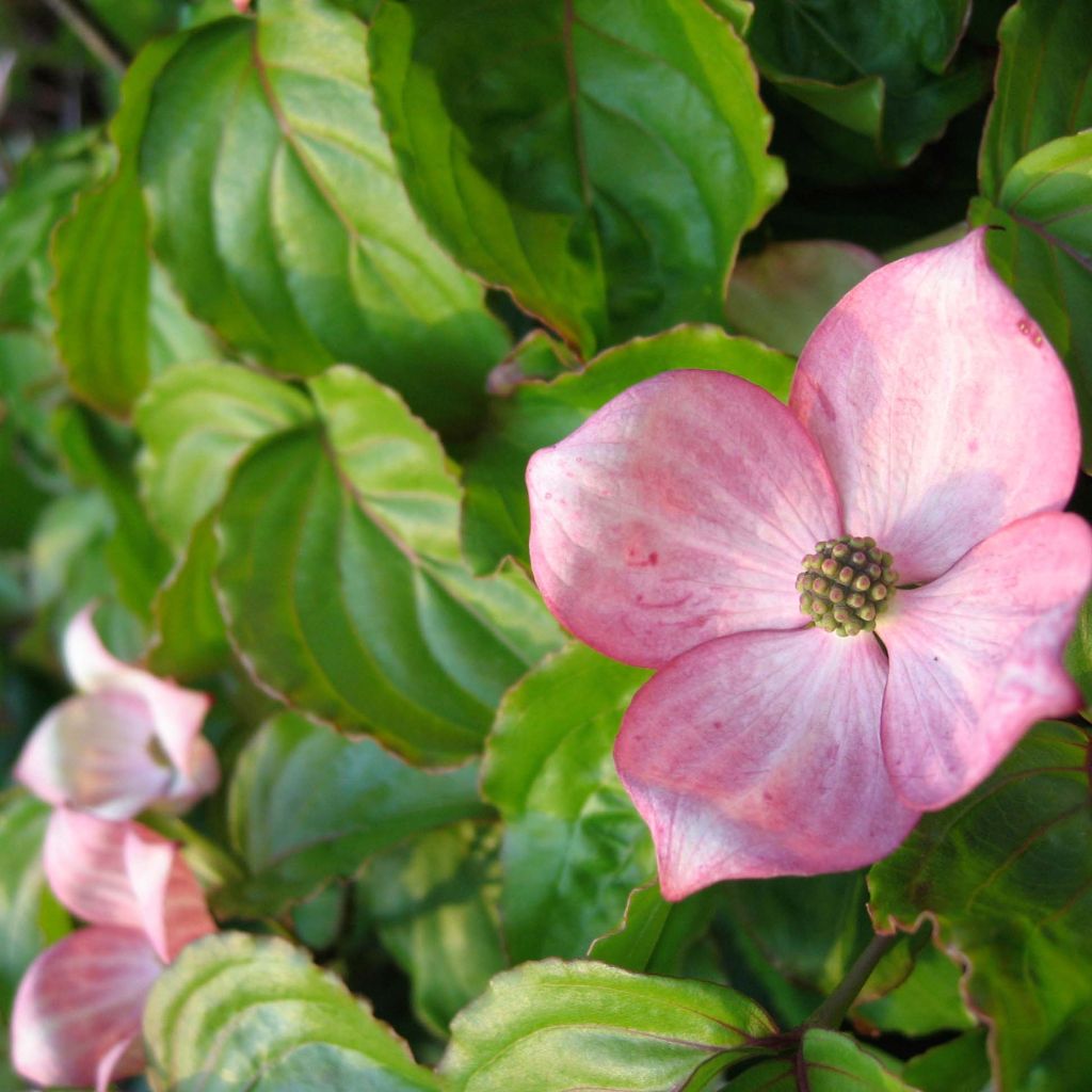 Cornus kousa Heart Throb - Japanse kornoelje