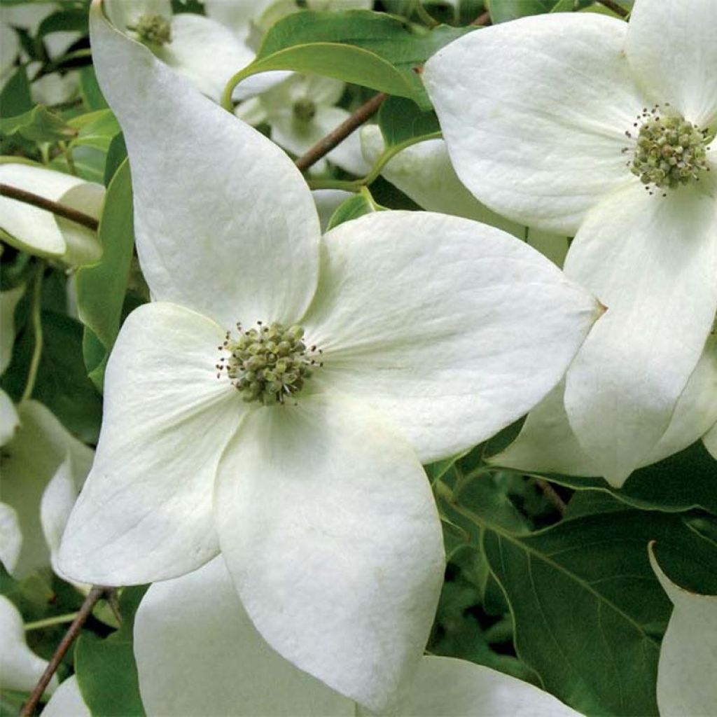 Cornus kousa chinensis Great Star - Japanse kornoelje