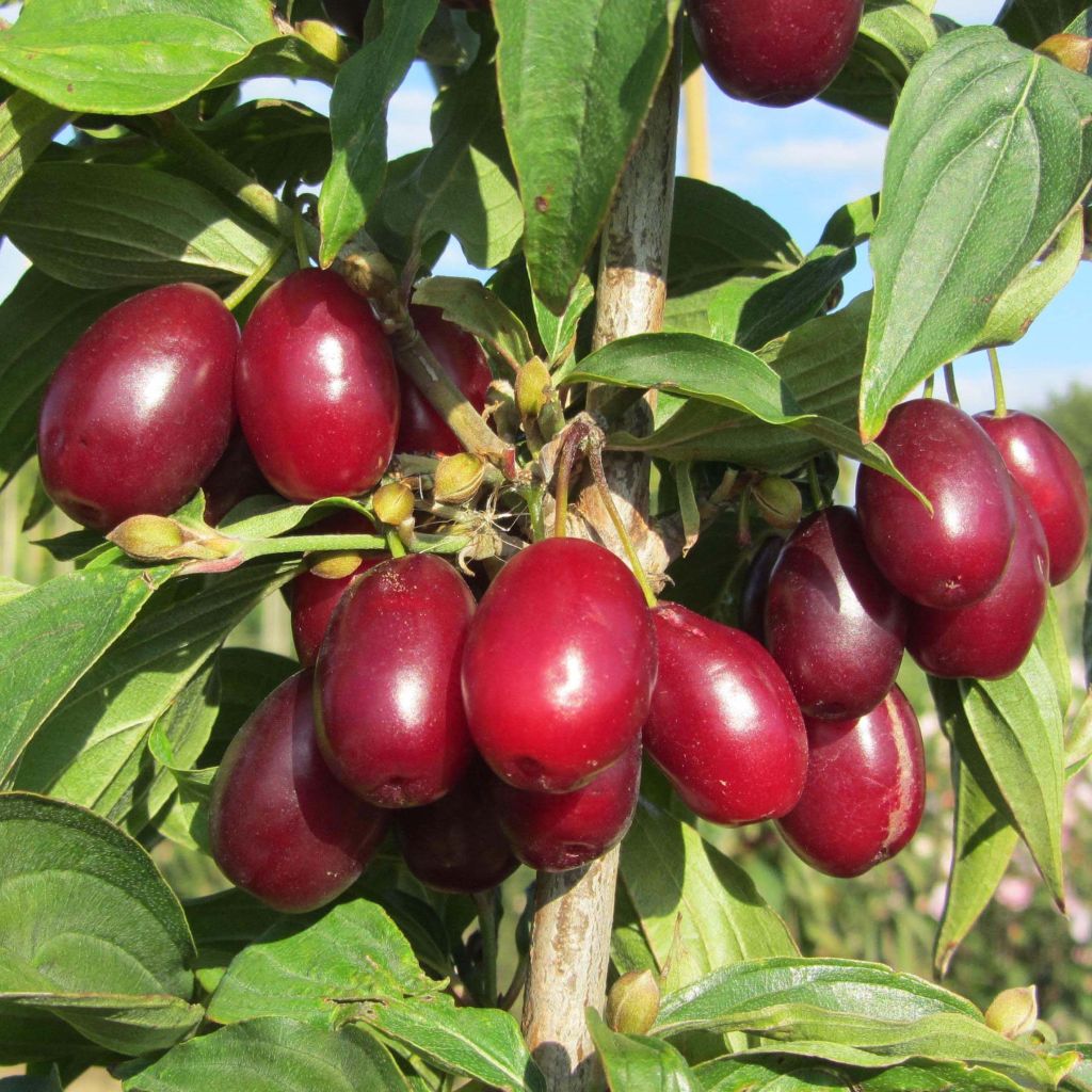 Cornus mas Jolico - Gele kornoelje