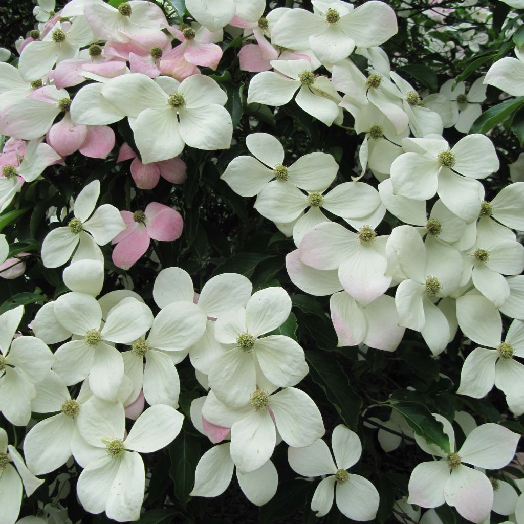 Cornus Norman Hadden - Japanse kornoelje