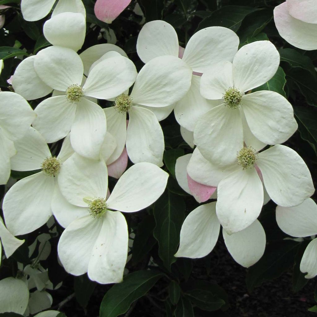 Cornus Norman Hadden - Japanse kornoelje