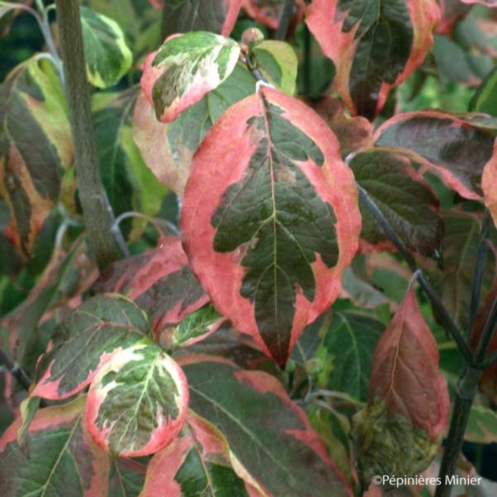 Cornus ou Cornouiller Florida Cherokee Daybreak