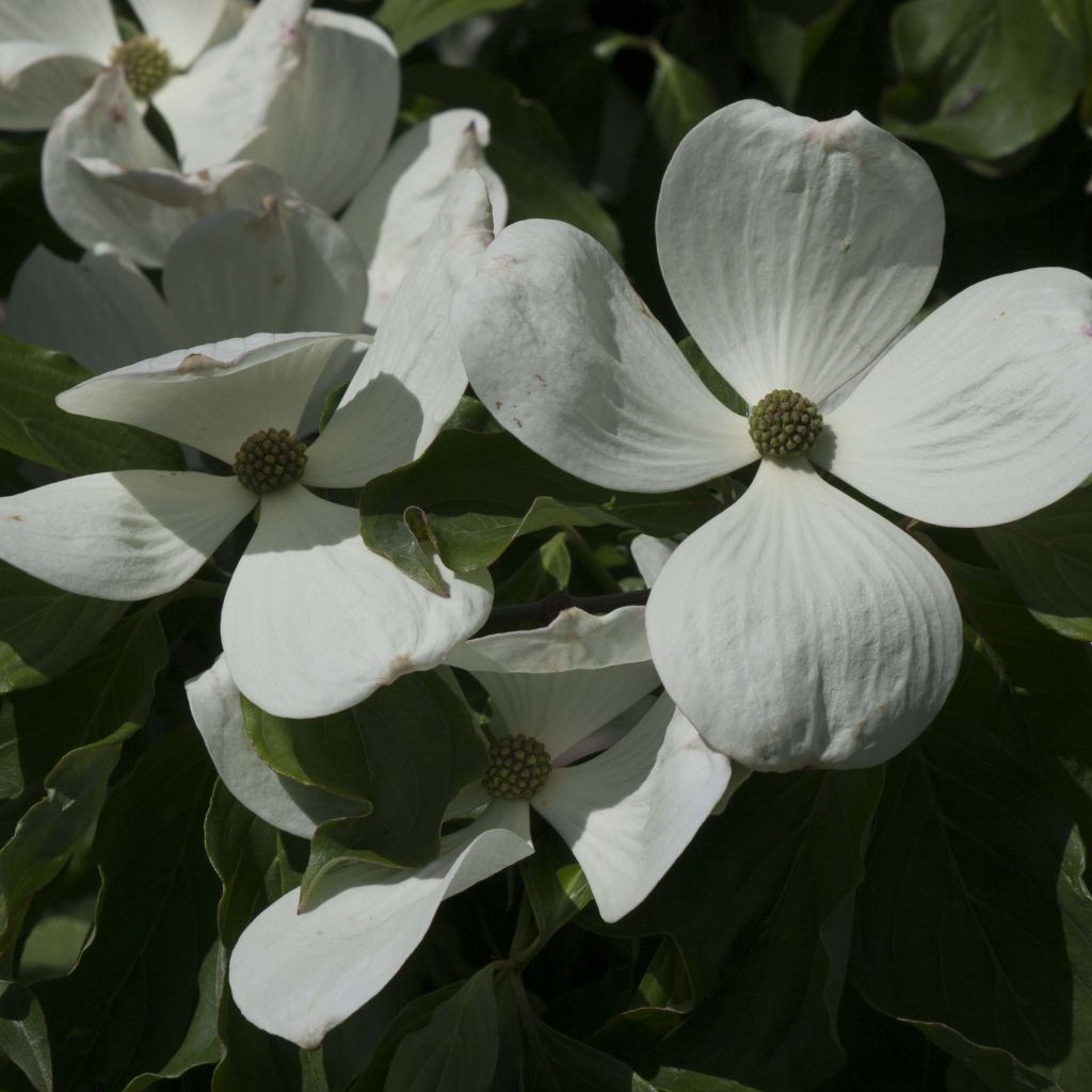 Cornus kousa Venus - Japanse kornoelje