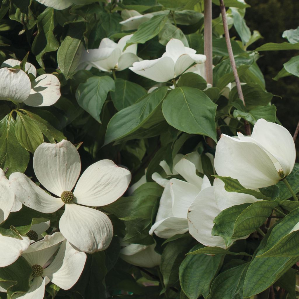 Cornus kousa Venus - Japanse kornoelje