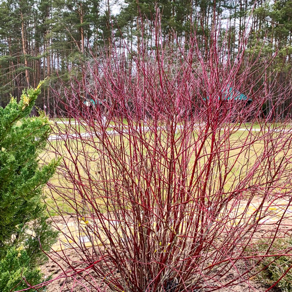 Cornus sanguinea - Rode kornoelje