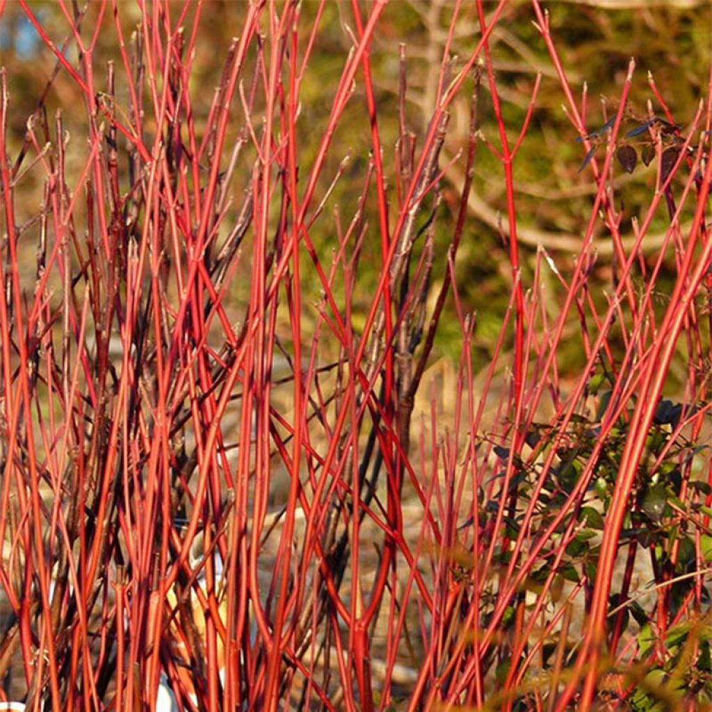 Cornus sericea Cardinal - Canadese kornoelje