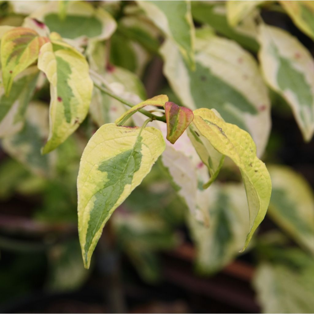 Cornus alternifolia Golden Shadows biologisch - Pagodekornoelje
