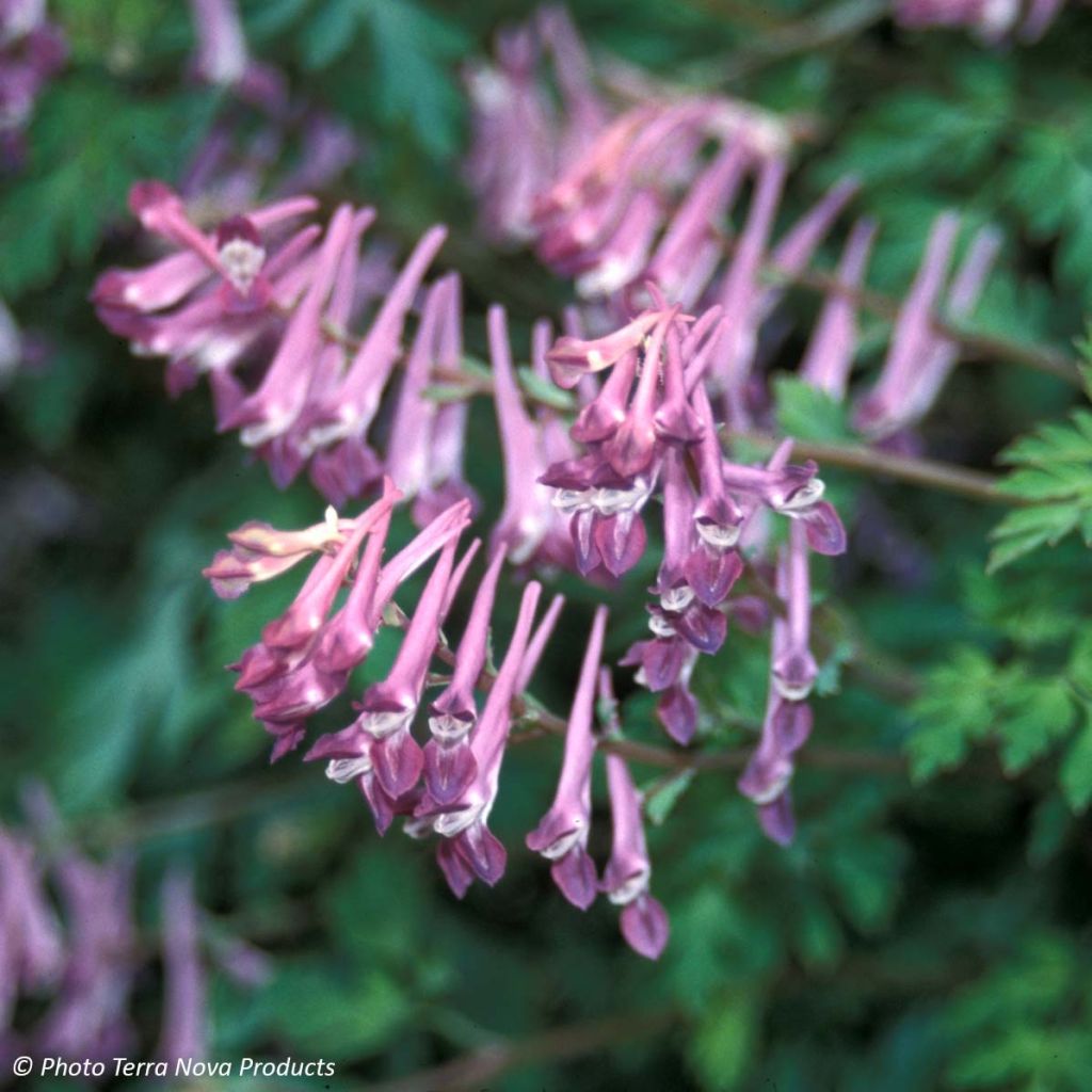 Corydalis Blackberry Wine - Helmbloem