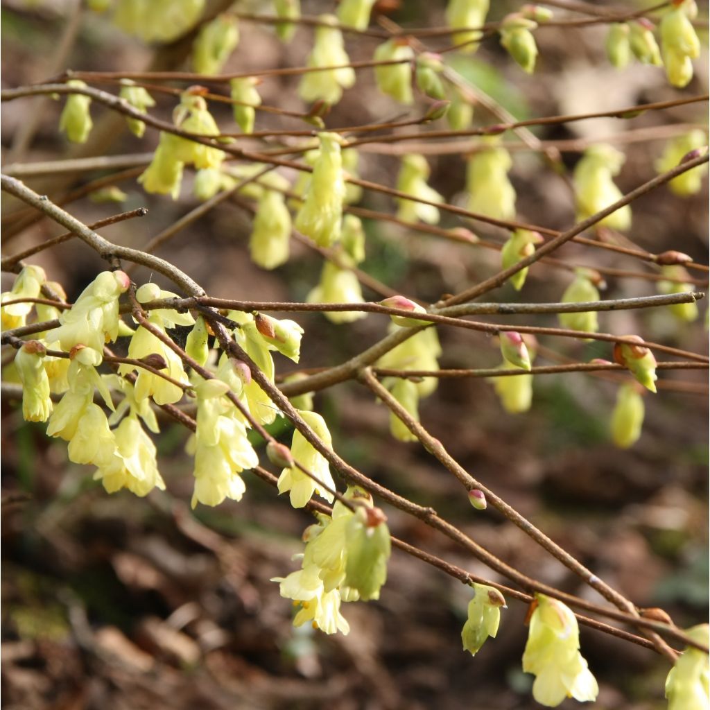 Corylopsis pauciflora - Schijnhazelaar