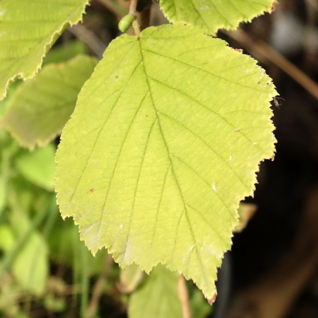 Corylus sieboldiana - Japanse hazelnoot