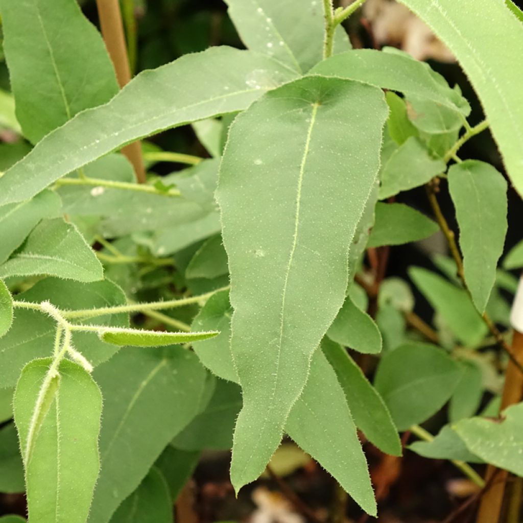 Corymbia citriodora - Eucalyptus citroen
