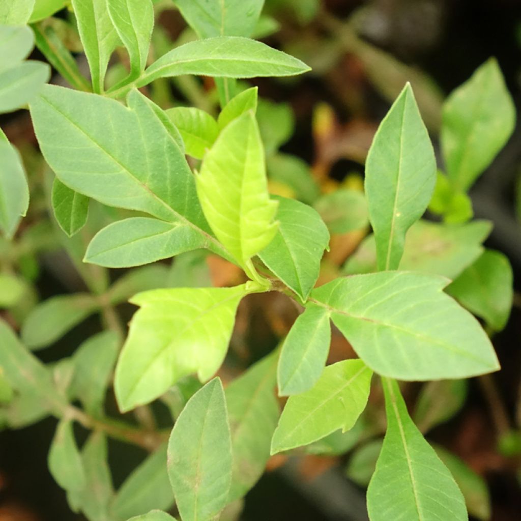 Cosmos atrosanguineus Eclipse - Chocolade cosmos