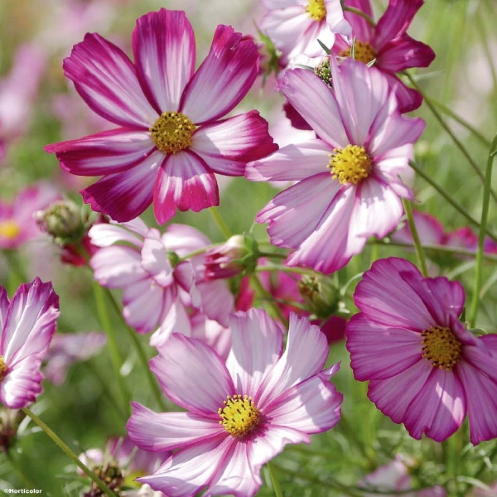 Cosmea Sensation Picotee (zaad) - Cosmos bipinnatus