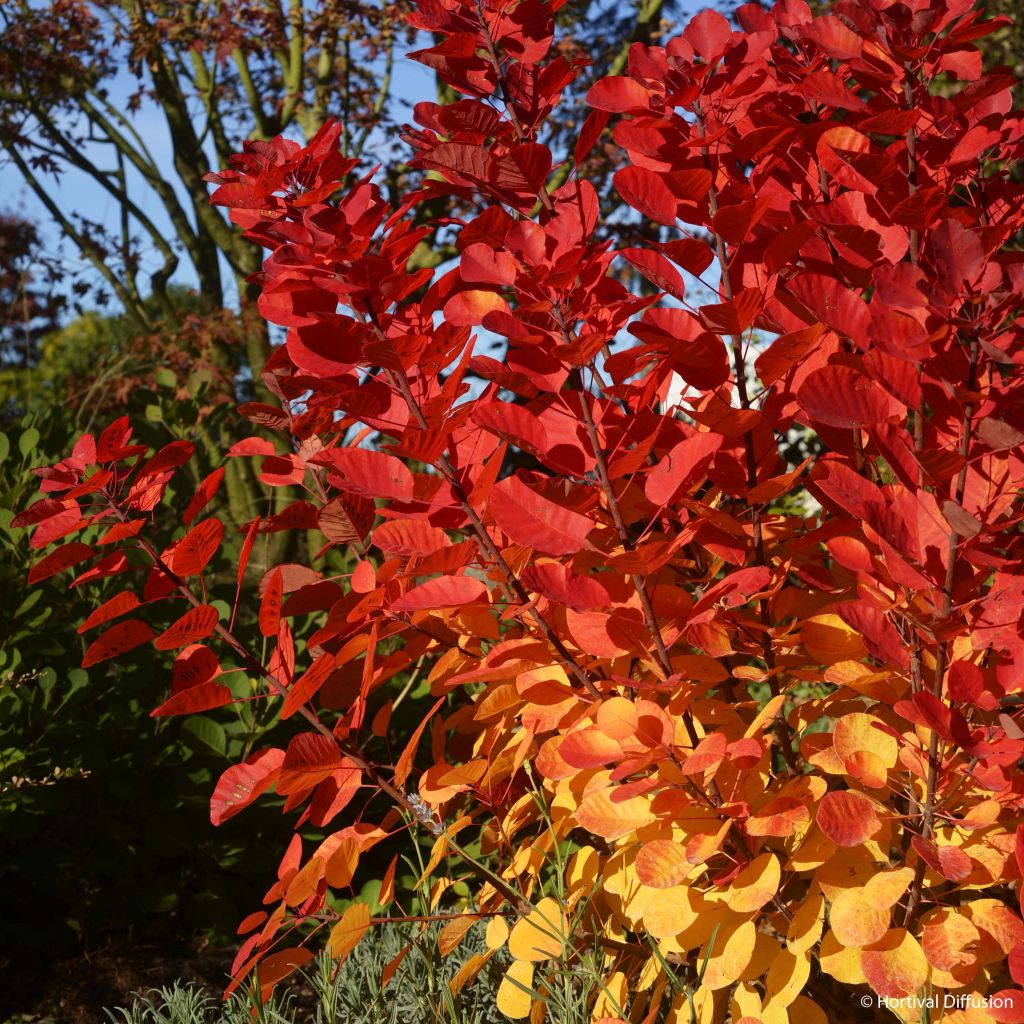 Cotinus coggygria Flamissimo - Pruikenboom