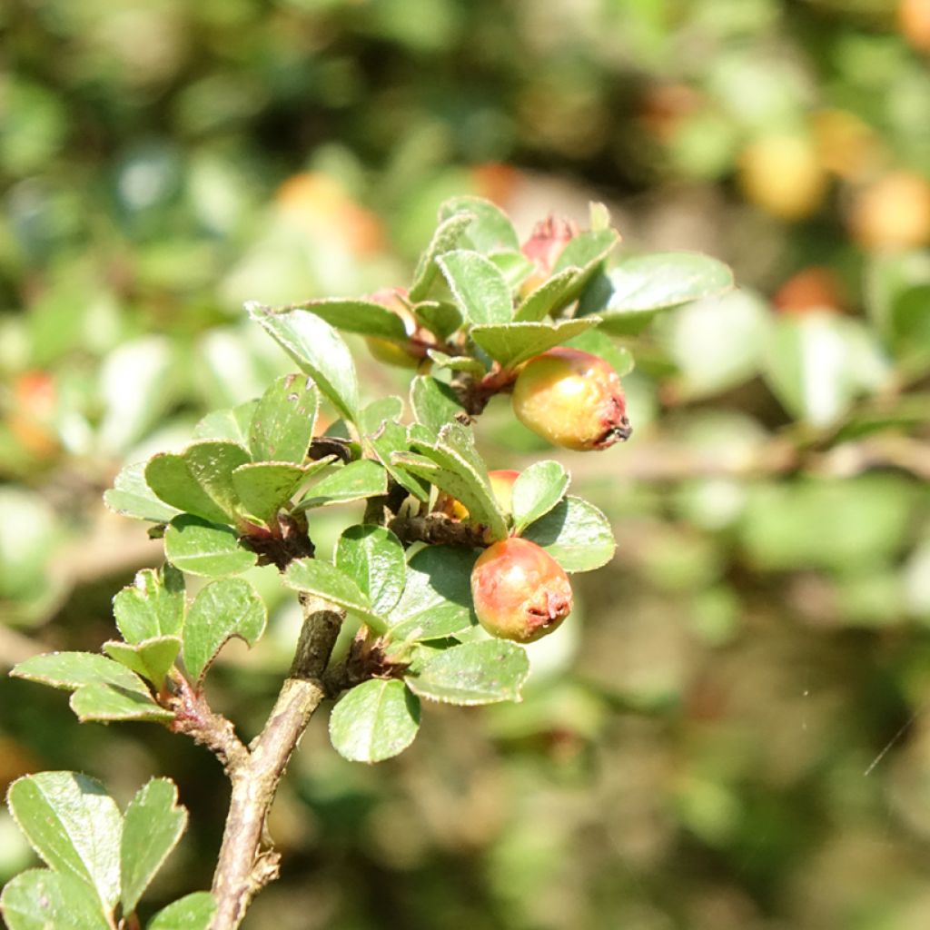 Cotoneaster praecox Boer - Dwergmispel