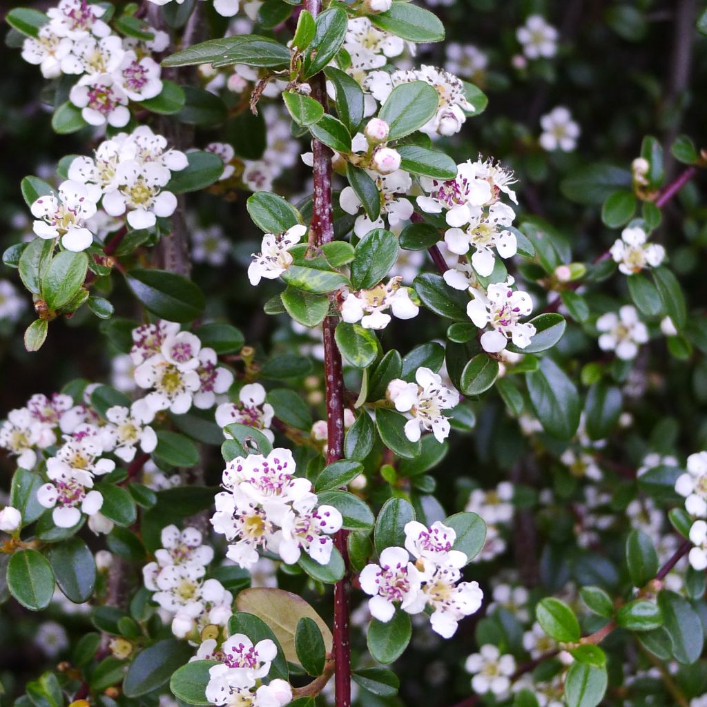 Cotoneaster procumbens Queen of Carpets - Kruipende dwergmispel