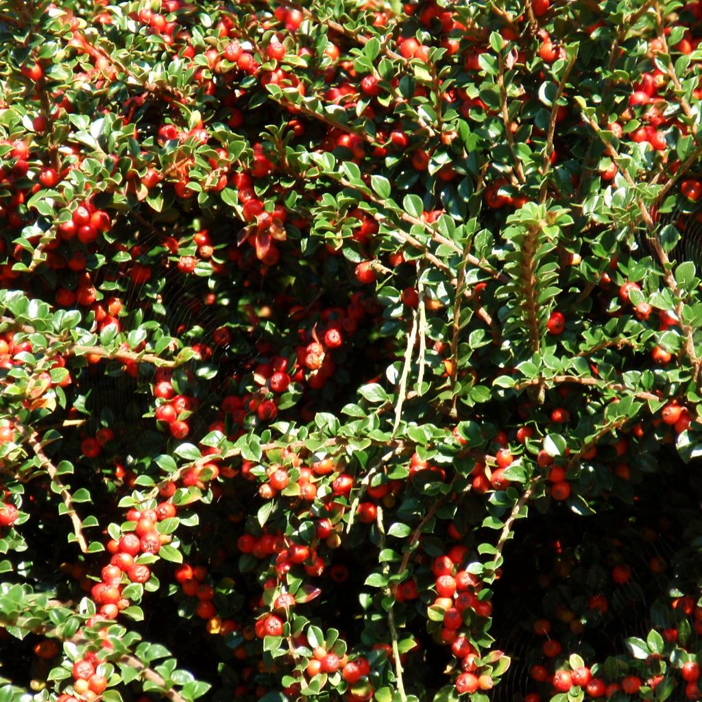 Cotoneaster procumbens Queen of Carpets - Kruipende dwergmispel