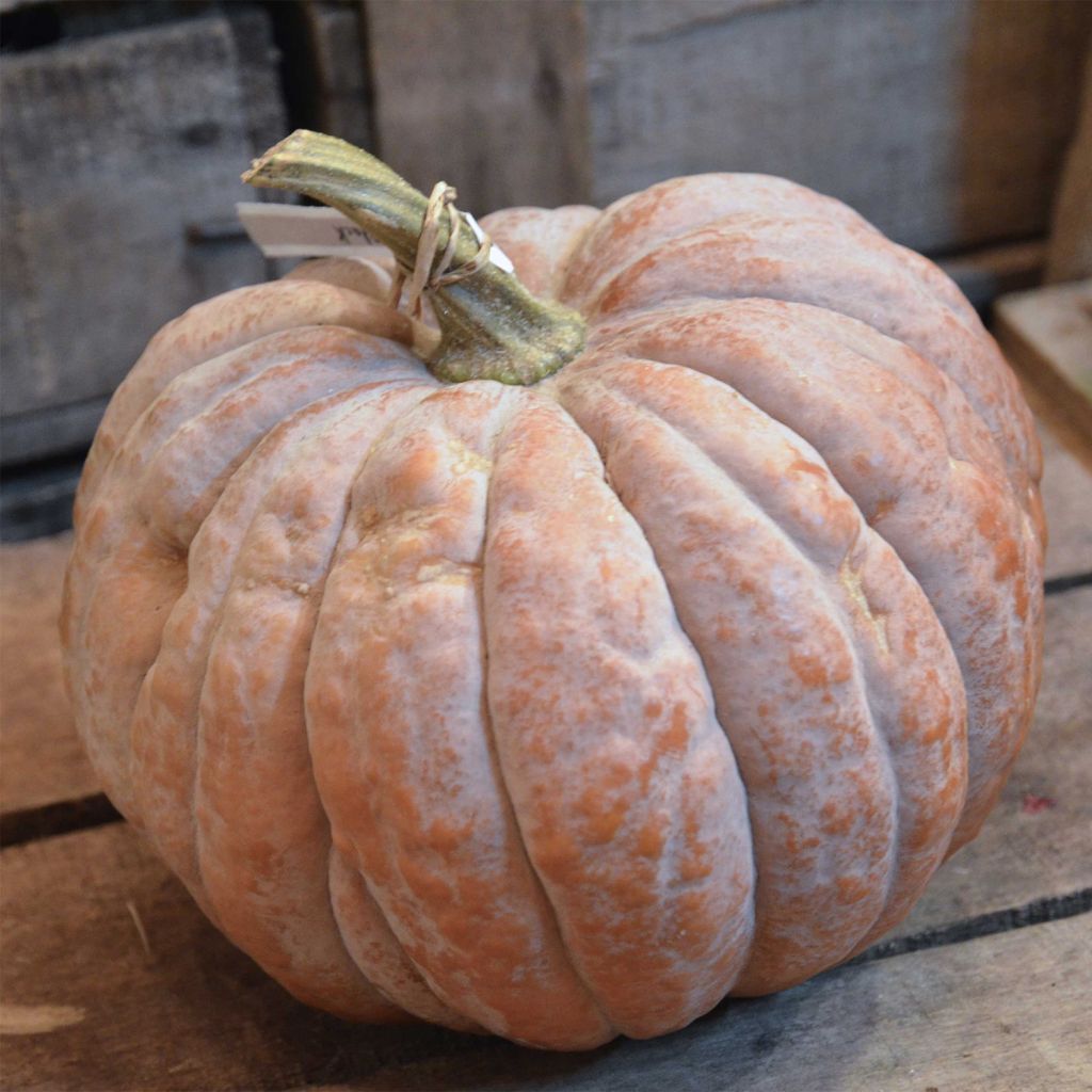 Courge Moschata Futsu Black Rinded Bio - Ferme de Sainte Marthe