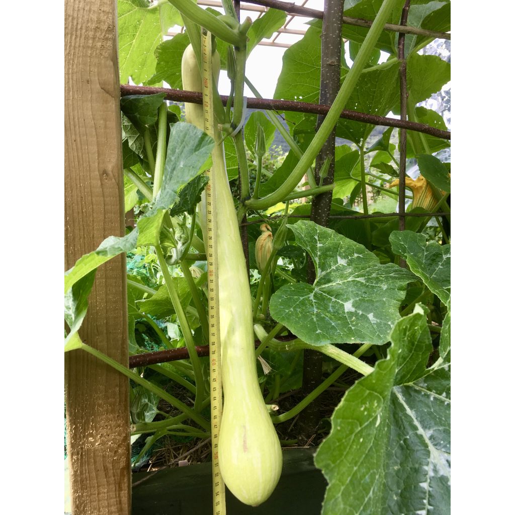 Muskaatpompoen Tromba d'Albenga