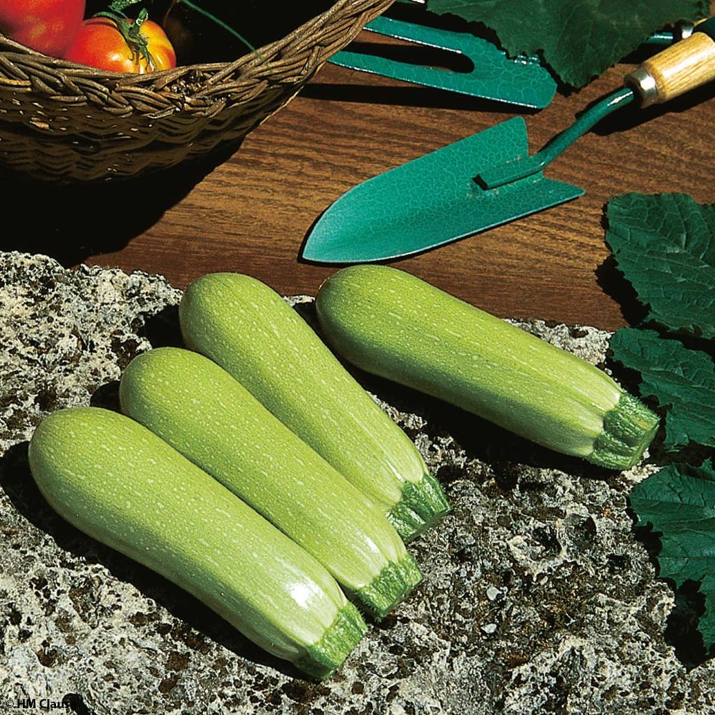 Courgette Lorea F1 (jonge planten)