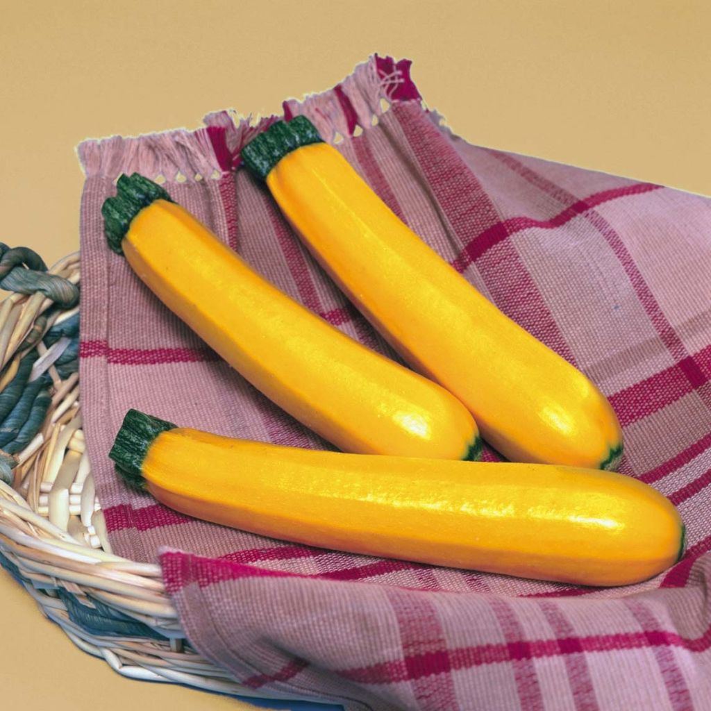 Courgette Sebring F1 (jonge planten - geënt)