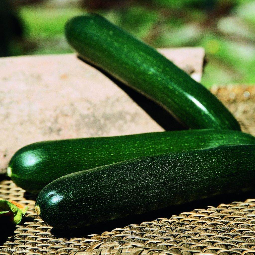 Courgette Tarmino F1 (jonge planten)