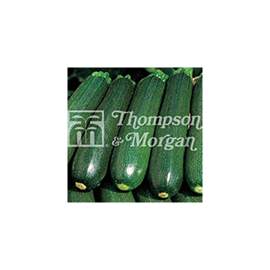 Courgette Venus F1