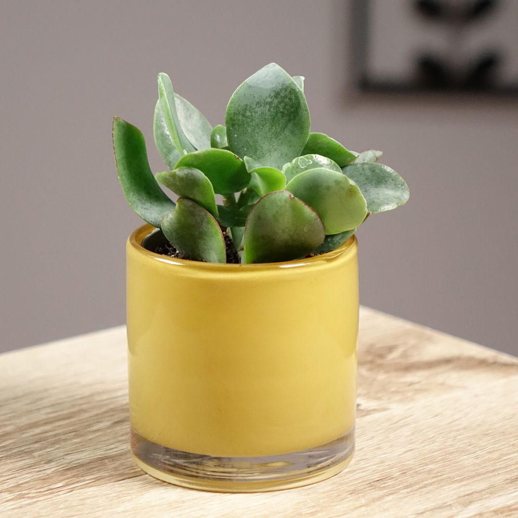 Crassula arborescens Curly Grey - Jadeplant
